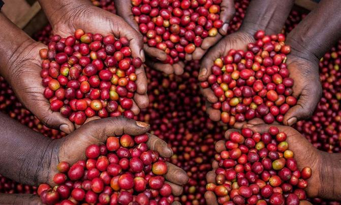 Uganda Implements Ban on Raw Material Exports to Boost Local Processing and Economic Growth
