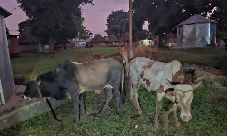 Two arrested transporting four stolen cows in Toyota Prado